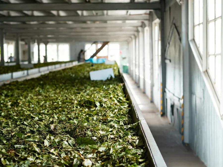 Traditional Tea Processing